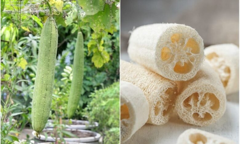 The Ultimate Guide to Loofahs