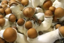 Penis Envy Mushroom