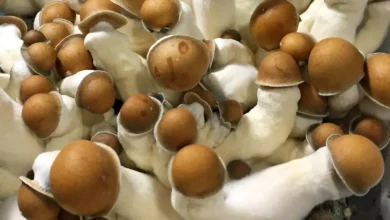 Penis Envy Mushroom