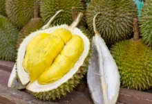 Discover the Divisive Delight of Durian Fruit