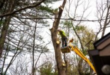 The Safe & Smart Tree Removal Process: From Assessment to Aftercare