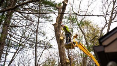 The Safe & Smart Tree Removal Process: From Assessment to Aftercare