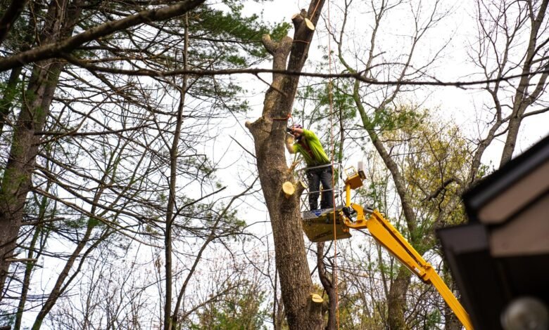 The Safe & Smart Tree Removal Process: From Assessment to Aftercare