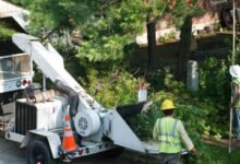 Montgomery Canopy Care: Expert Tree Service That Protects Your Property