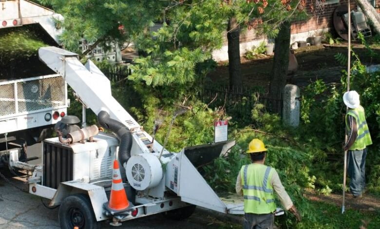 Montgomery Canopy Care: Expert Tree Service That Protects Your Property