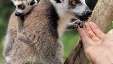 The Ultimate Wildlife Content Creator Course