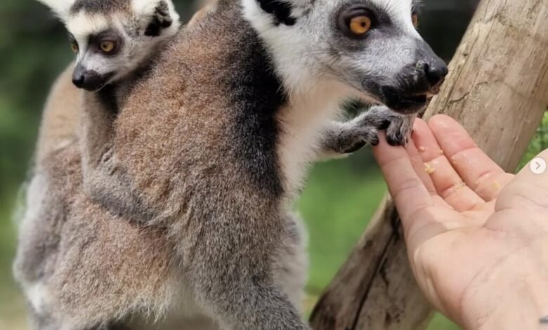 The Ultimate Wildlife Content Creator Course